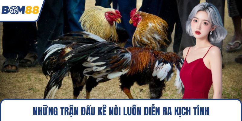 Những trận đấu kê nòi luôn diễn ra kịch tính