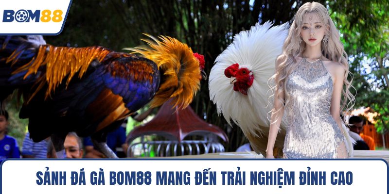 Sảnh đá gà Bom88 mang đến trải nghiệm đỉnh cao